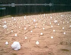 Акция Крымского клуба «Московская Тузла». Ремейк инсталляции на I Боспорском форуме 1993 года «Афродита из яйцеклетки» Валерия Айзенберга и Ирины Даниловой. Остров Серебряный Бор, 29.09.2003.