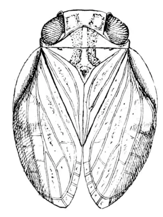 Самка Agalmatium abruptum