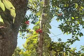 Agalmyla chorisepala