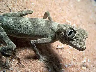 самка Agamura persica