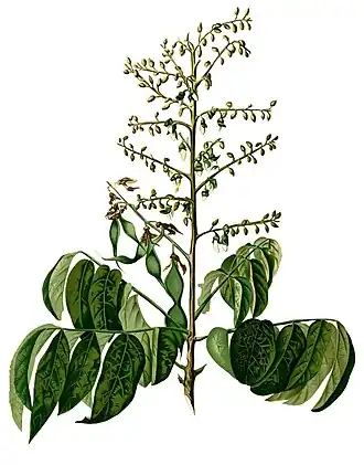 Aganope thyrsiflora. Ботаническая иллюстрация из книги Франсиско Мануэля Бланко Flora de Filipinas, 1880—1883