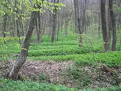 Агармышский лес на восточном склоне.