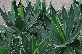 В садах Кью