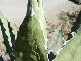 Агава в Хичу