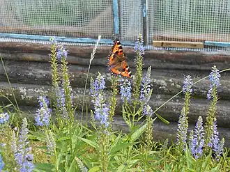 Верхняя часть цветущего растения.