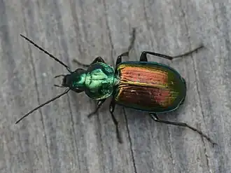 Agonum sexpunctatum