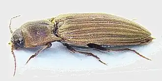 Agriotes lineatus