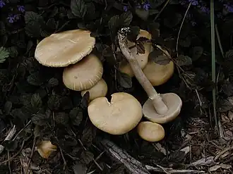 Агроцибе ранняя (Agrocybe praecox)