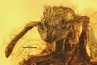 Agroecomyrmex duisburgi