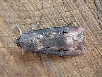 Совка-ипсилон