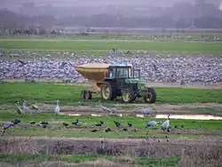 серые журавли, лысухи и кряквы