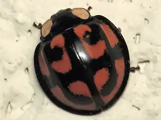 Aiolocaria hexaspilota