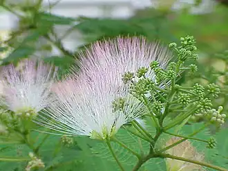 Альбиция ленкоранская