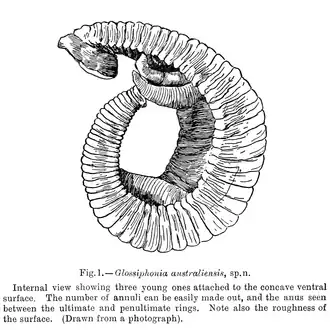 Alboglossiphonia australiensis с детёнышами, рисунок.