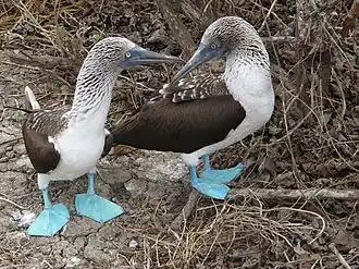 Голубоногие олуши