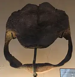 Ископаемый панцирь Aldabrachelys abrupta