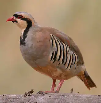 Азиатский кеклик (Alectoris chukar)