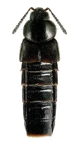 Aleochara inexpectata