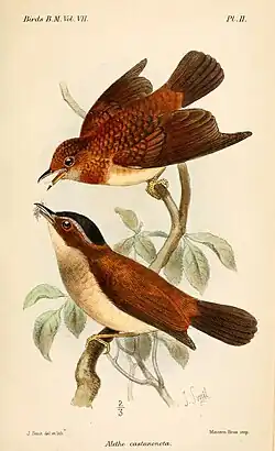 Бурогрудая алета (Chamaetylas poliocephala)