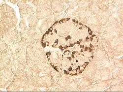 Альфа-клетка островков Лангерганса