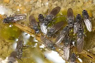 «Щелочная муха» (Ephydra hians), группа имаго