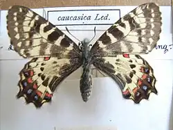 Zerynthia caucasica