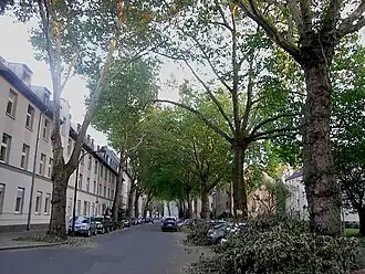 Охраняемая законом старая платановая аллея