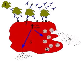 Процесс дегрануляции[англ.] тучной клетки при аллергии: 1 — антиген (аллерген); 2 — антитело (IgE); 3 — FcεRI-рецептор[англ.]; 4 — циркулирующие медиаторы (гистамин, протеазы, хемокины, гепарин); 5 — секреторные гранулы; 6 — тучная клетка; 7 — выделяемые медиаторы (простагландины, лейкотриены, тромбоксаны, ФАТ); Ca2+ и cGMP — ионы кальция и цГМФ.