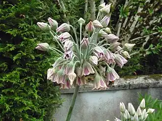 Нектароскордум сицилийский