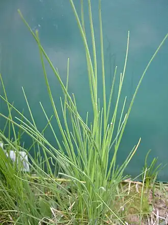 Общий вид растения