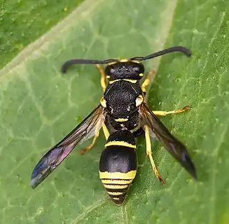 Allodynerus delphinalis