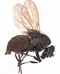 Allophylina albitarsis (Sphaeroceridae)