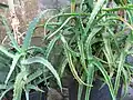 Влагалищные листья Aloe arborescens