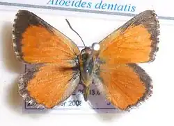 Aloeides dentatis