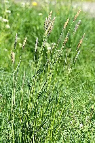 Лисохвост луговой — типовой вид рода Общий вид растения Арденны, Бельгия