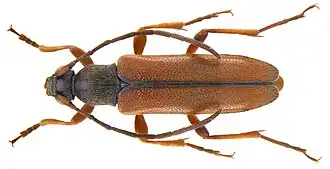 Alosterna tabacicolor