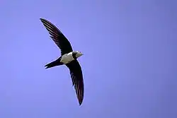 Белобрюхий стриж