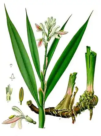 Alpinia officinarumБотаническая иллюстрация из книги Köhler’s Medizinal-Pflanzen, 1887