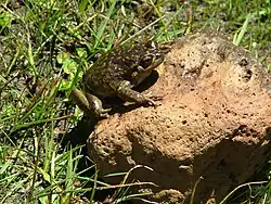 Роющий шипогруд