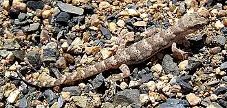 Пискливый геккончик из Монголии