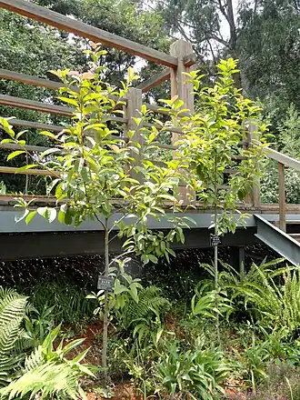 Altingia yunnanensis