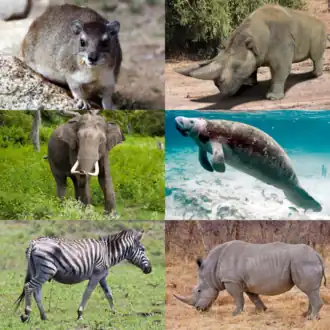 Сверху: капский даман (даманы), арсинойтерий (эмбритоподы);
Посередине: азиатский слон (хоботные), обыкновенный ламантин (сирены);
Снизу: бурчеллова зебра, белый носорог (непарнокопытные)