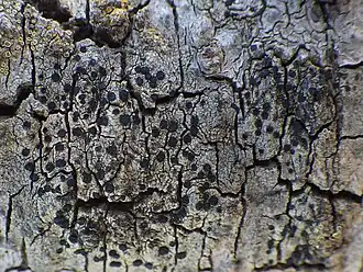 Амандинея точечная (Amandinea punctata)