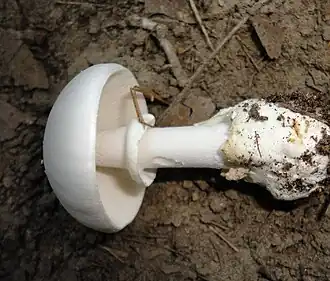 Плодовое тело гриба Amanita magnivelaris 
(Порт-Дувр, Онтарио, Канада)