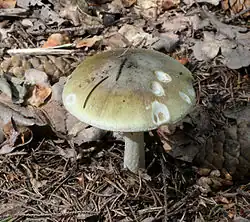 Бледная поганка (Amanita phalloides) может быть очень похожа на некоторые виды съедобных грибов (например, на шампиньоны или сыроежки), для неё характерен приятный вкус. Однако гриб содержит в себе токсины, которые не разрушаются при термической обработке и обладают сильнейшей гепатотоксичностью, вызывают дегенерацию, разрушение и некролитическую смерть клеток печени. Опасностью отравления является долгий период бессимптомного протекания (более 10 часов). Летальный исход при отравлении бледной поганкой довольно высок