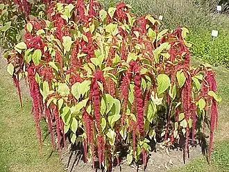 Щирица хвостатая.Типовой вид типового рода