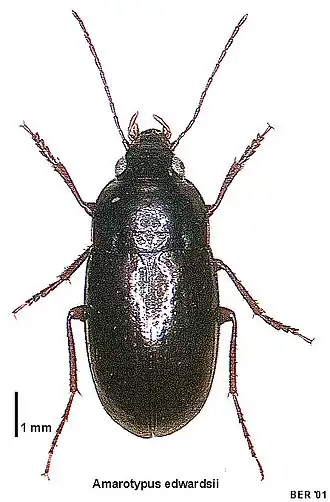 Amarotypus edwardsii