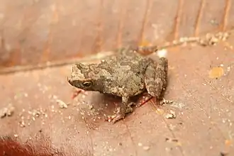 Малый арлекин