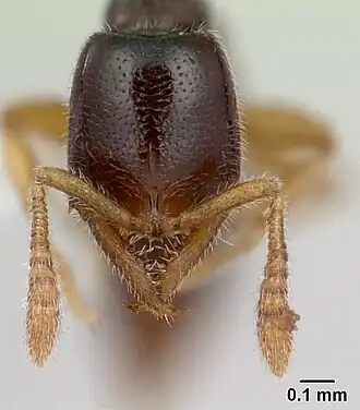 Рабочий Fulakora elongata