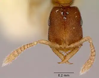 Голова самки